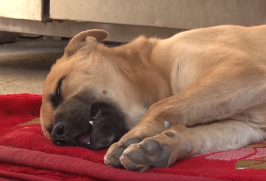 Conmovedor: Perro traumado no logra dormir por las constantes pesadillas (VIDEO)