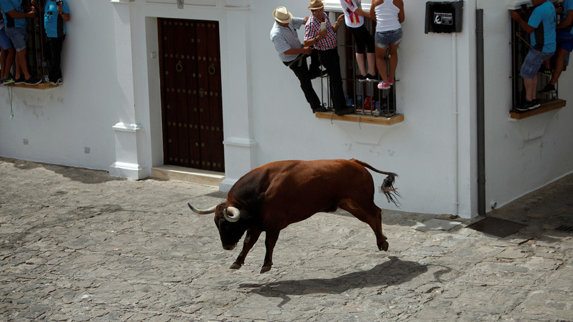 VIRAL: Un toro causó pánico al intentar saltar por la ventana de una casa (Video)