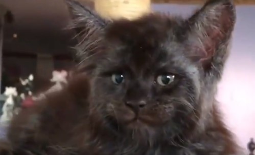 ¡No lo vas a creer! Publican video de un gato con cara de humano y las redes estallan