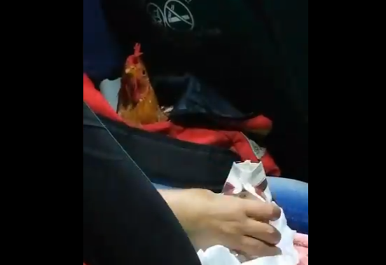 ¡Lo más loco que verás hoy! Captan a un gallo tomando bebida achocolatada en una camionetica (VIDEO)