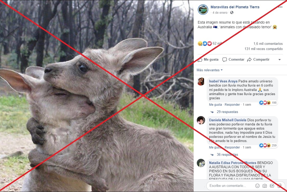 La FOTO de dos canguros abrazados NO es de los recientes incendios en Australia