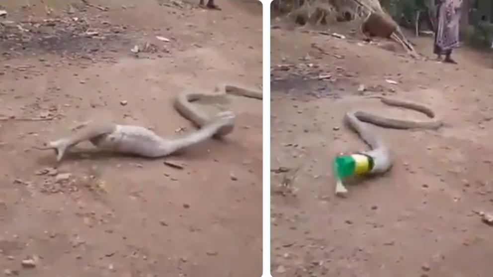 ¡Increíble! Capturan a una cobra vomitando una botella de plástico (video)