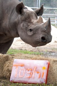 Rinoceronte negro en peligro de extinción celebra cumpleaños histórico en el zoológico de Miami