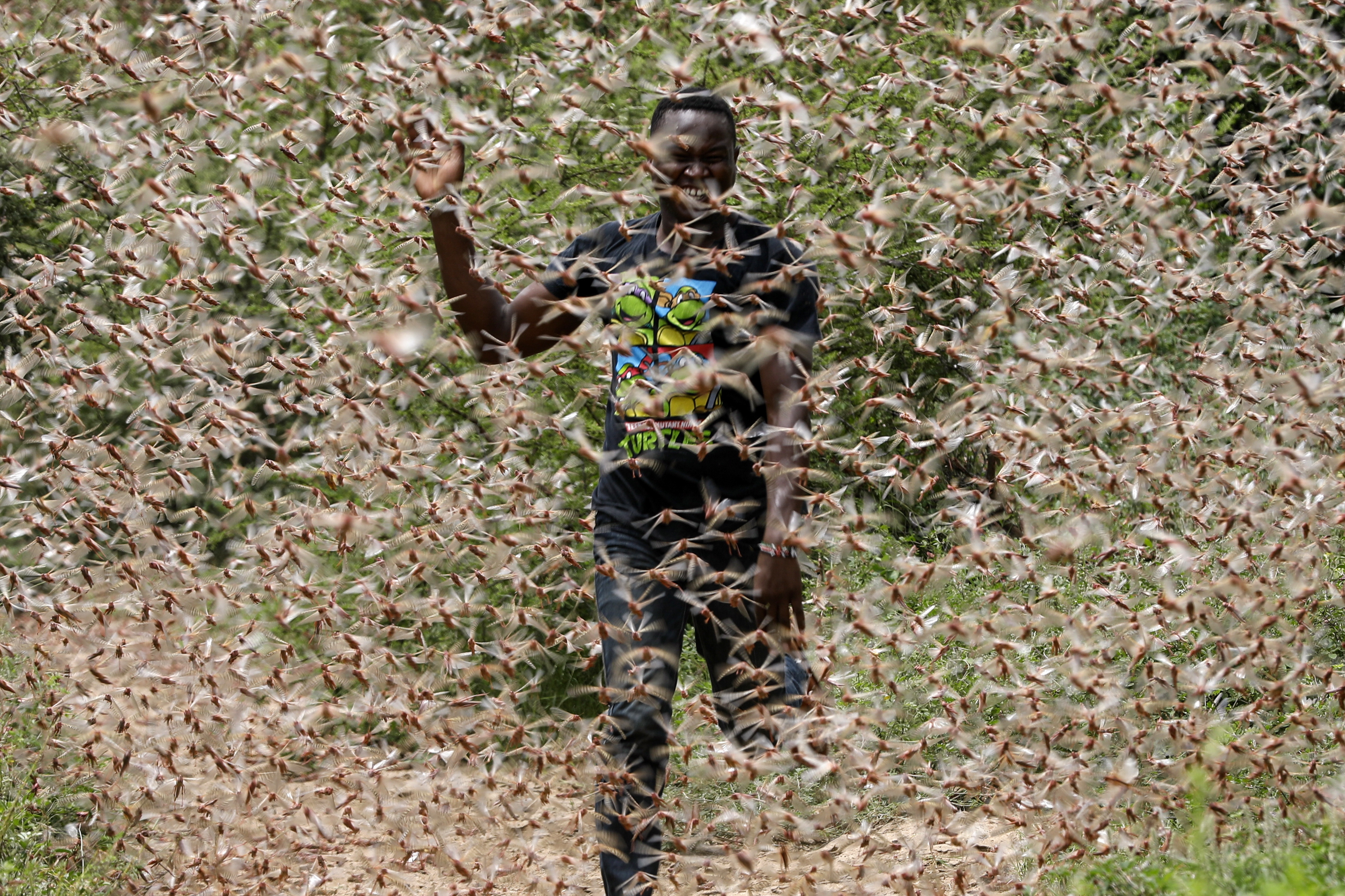 El impresionante enjambre de langostas en Kenia “del tamaño de Manhattan” (FOTOS)