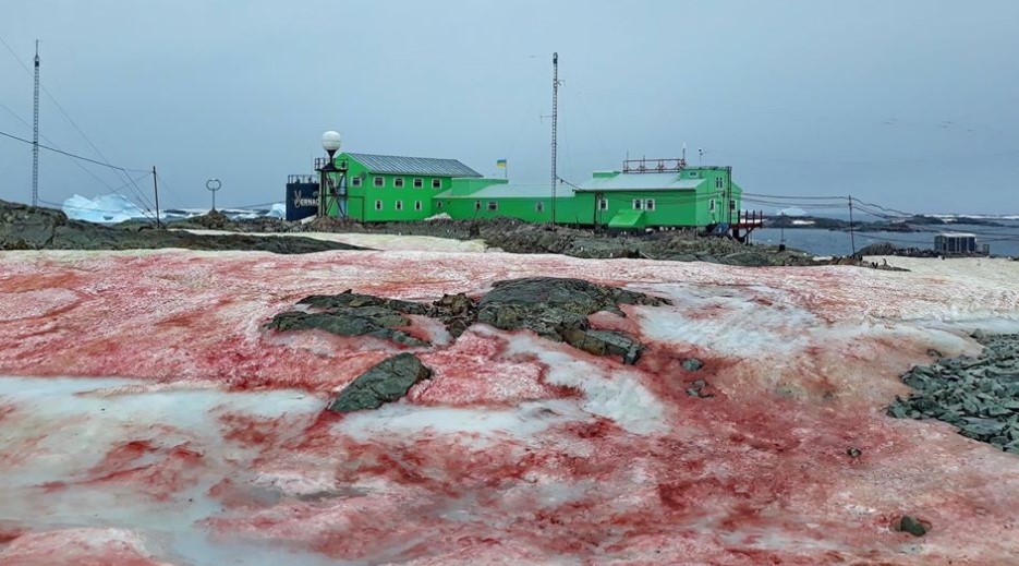 ¿Por qué la nieve en la Antártida se tornó de color “rojo sangre”?