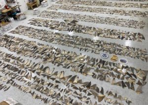 Incautan 1.400 libras de aletas de tiburón en Miami
