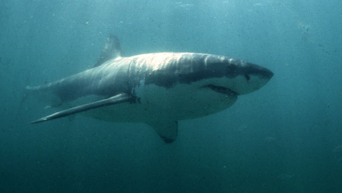 “¡Lárgate de aquí!”: Surfista se enfrentó a un gran tiburón blanco y salvó su vida (FOTO)