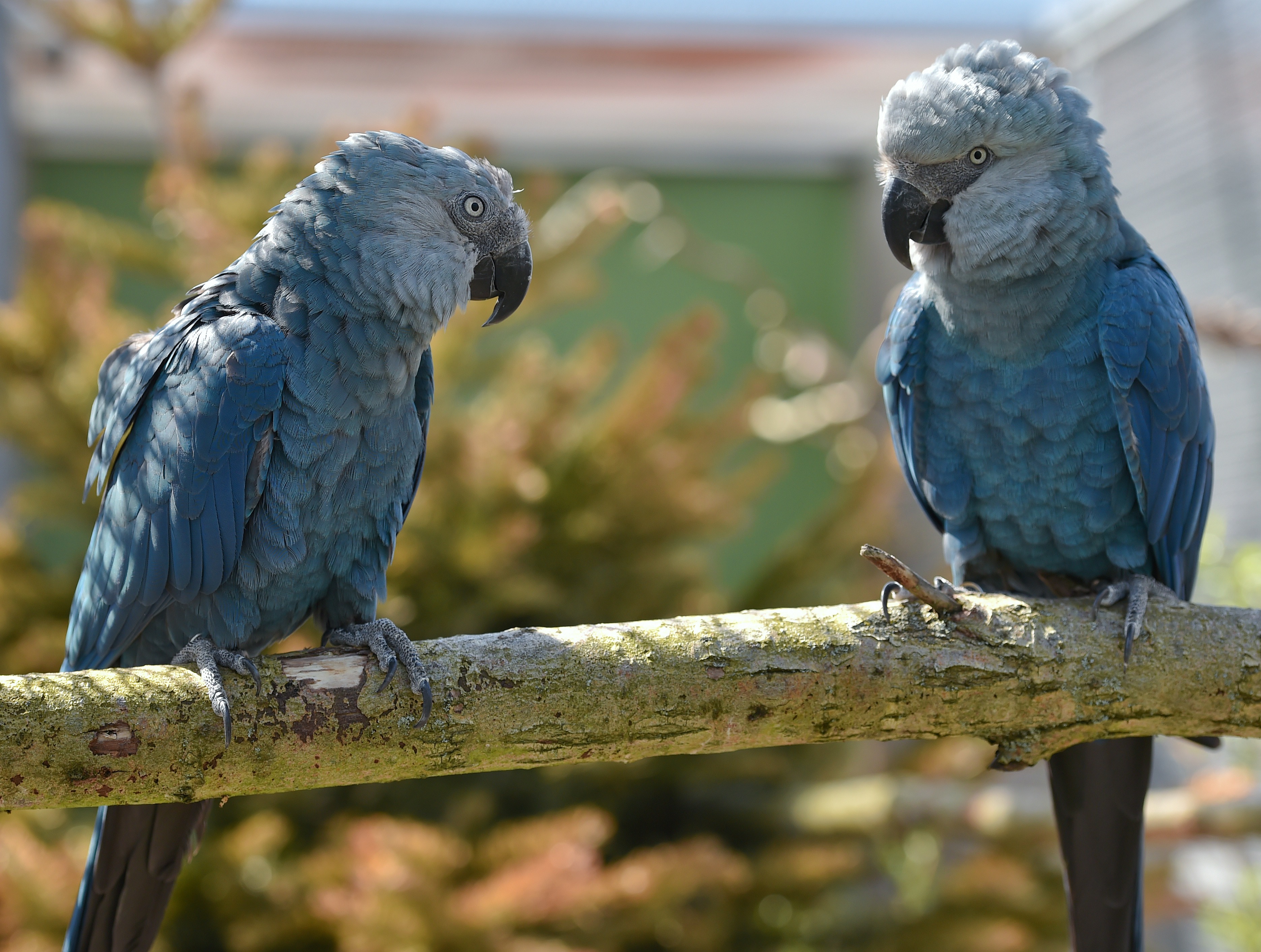 Extintas en estado salvaje, guacamayas azules regresan a Brasil (Fotos)
