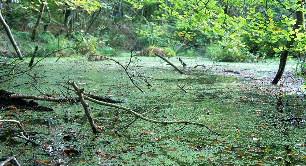 En Fotos: Misterioso pez con aspecto de cocodrilo aparece en estanque de EEUU