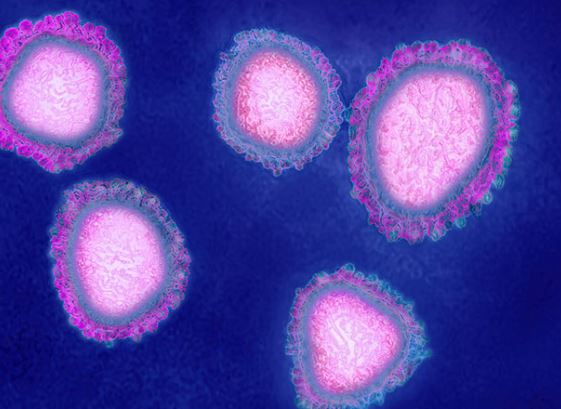 Cómo se comporta el coronavirus dentro del cuerpo