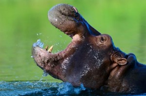 Los hipopótamos responden con menos agresividad a sus “vecinos”, según nuevo estudio