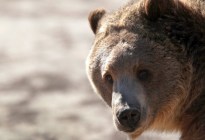 “Mostraba comportamiento agresivo”: Hallaron a dos muertos en un parque tras el feroz ataque de un oso pardo
