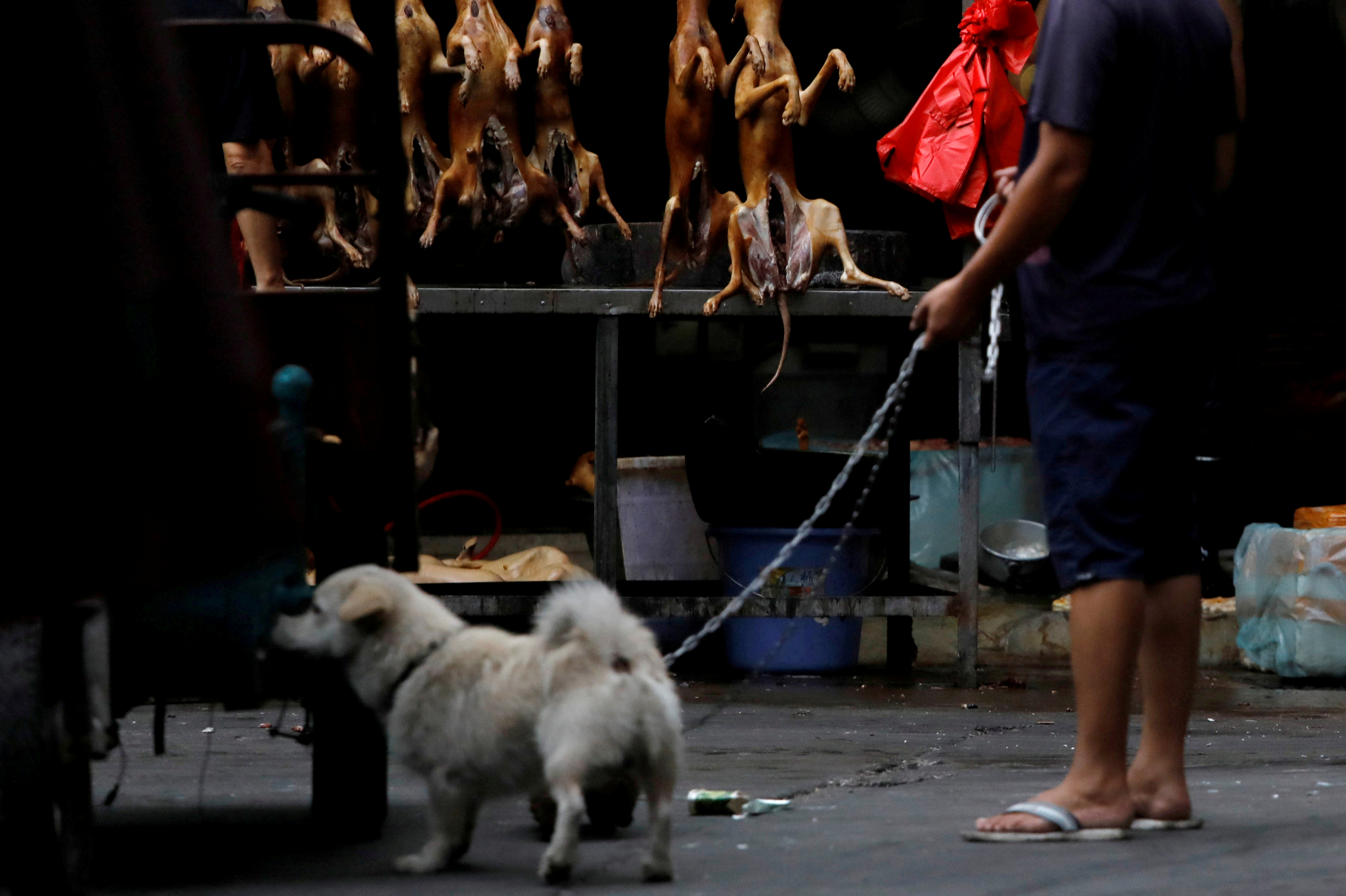 Perros y gatos escapan de la lista de animales comestibles en China
