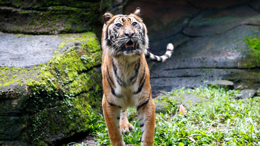 En Indonesia plantean sacrificar animales para evitar hambrunas en zoológicos del mundo