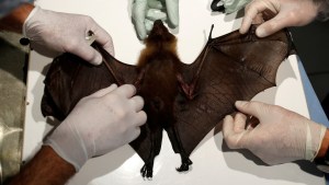 Capturan murciélagos de herradura en Tailandia para comprobar si son portadores del coronavirus