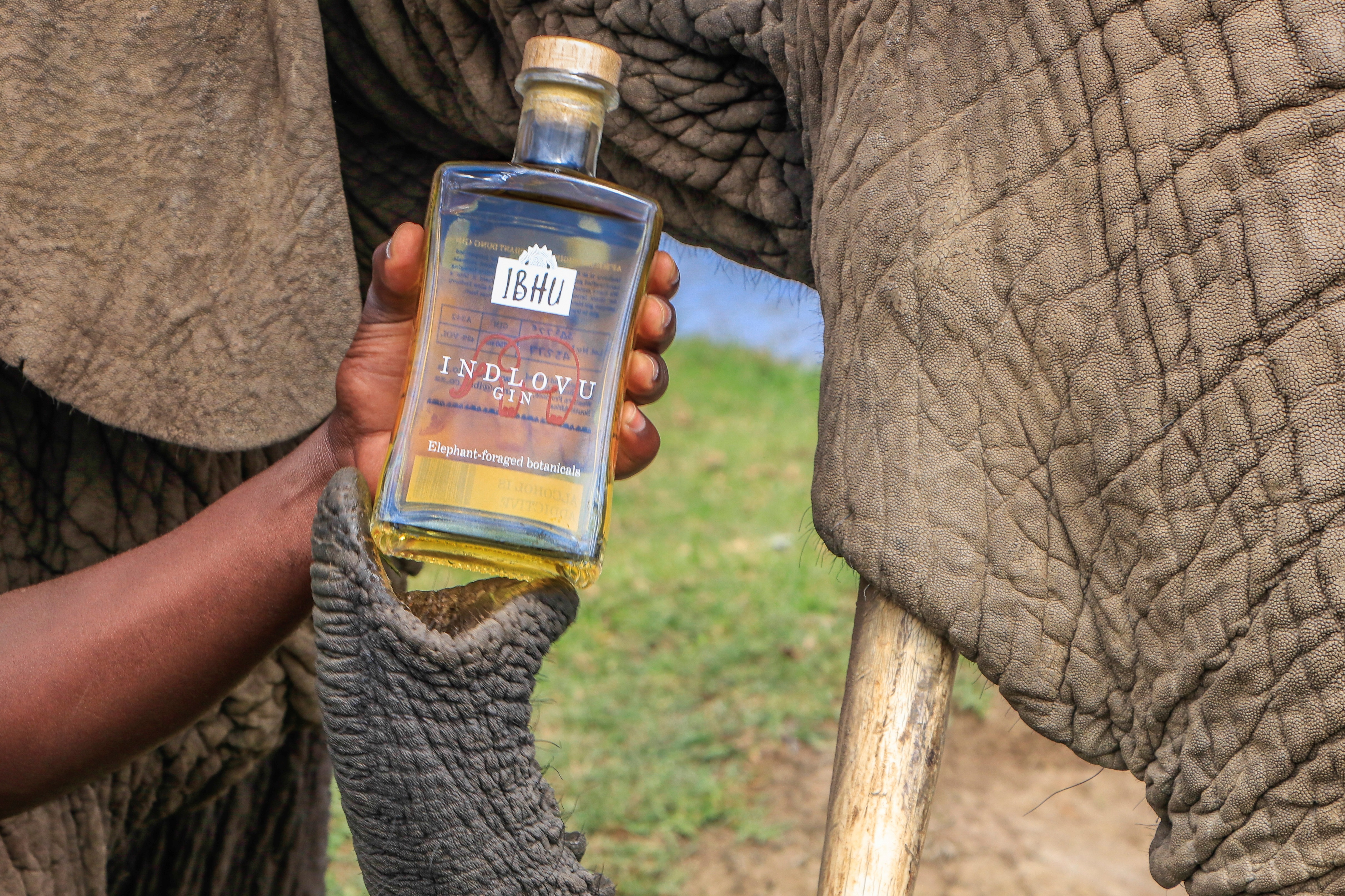 Excremento de elefante, el ingrediente del éxito de una ginebra sudafricana
