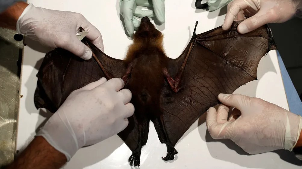 ¿Por qué los murciélagos tienen tantos virus?