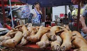 Detenida una pareja en Vietnam por haber envenenado a decenas de perros y gatos