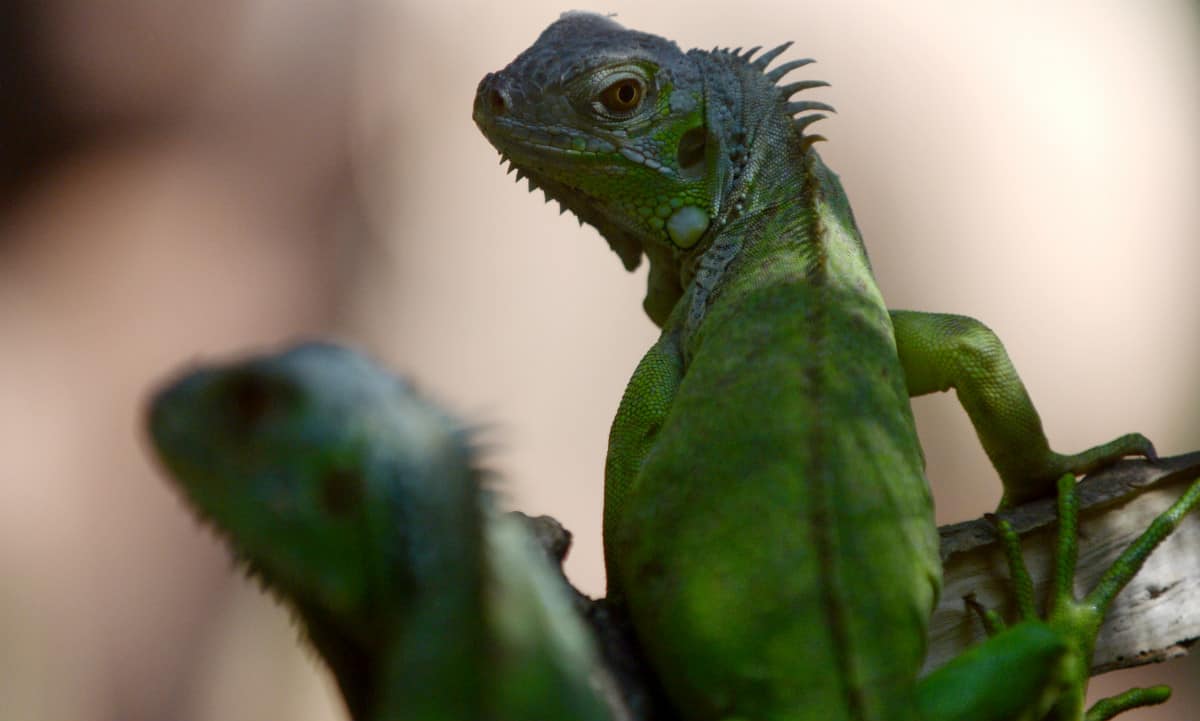 Cierran pizzería de West Palm Beach por mantener iguana muerta en el congelador