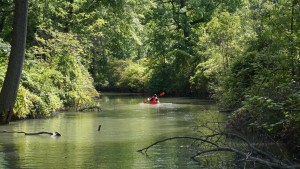 EN VIDEO: Un caimán se lanza contra el bote de un kayakista y casi lo arroja al río