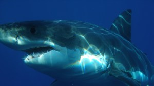 Captaron el FEROZ ataque de un tiburón blanco a un bote, mientras destrozaba su motor (Video)