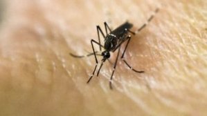 Virus del Nilo Occidental: Reportaron al menos siete nuevos casos en Miami-Dade