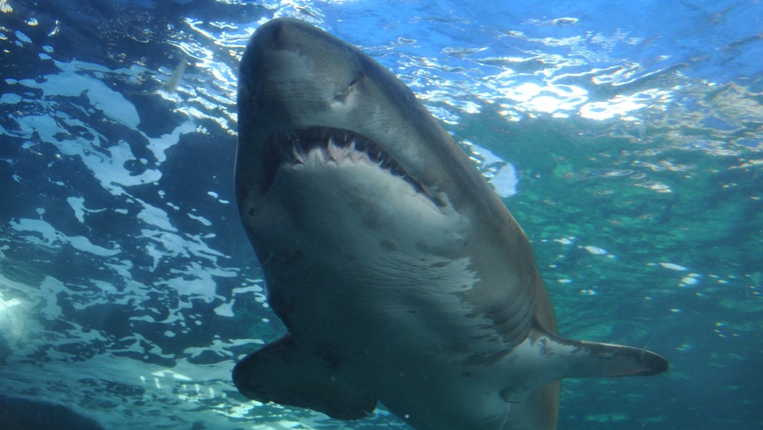 Sobrevivió al ataque de un tiburón de cinco metros con golpes y defendiéndose con su tabla de surf (Fotos)