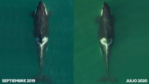 La orca que conmovió al mundo al cargar a su cría muerta durante 17 días vuelve a ser madre
