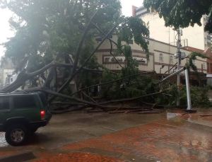 Gran árbol cayó en una esquina de La Candelaria tras la fuerte lluvia este #3Sep (FOTOS)