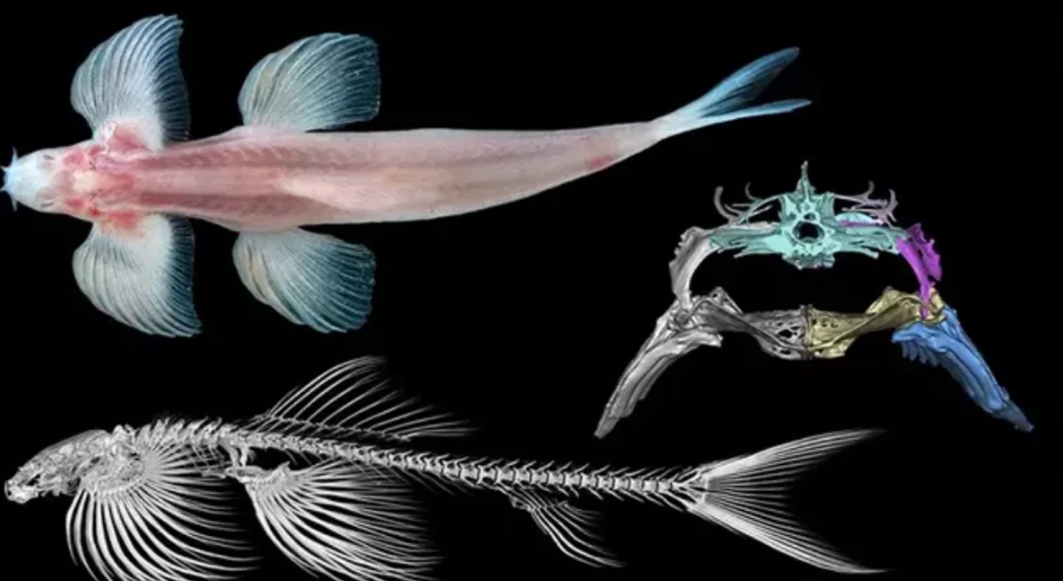 Increíble: Al menos 11 especies de peces serían capaces de caminar sobre la tierra, según estudio