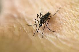 Salud reportó otro caso de dengue en Miami-Dade