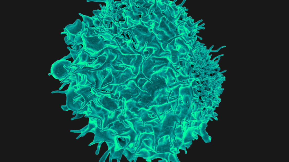 Científicos estiman que las células T contra el coronavirus podrían combatir el cáncer