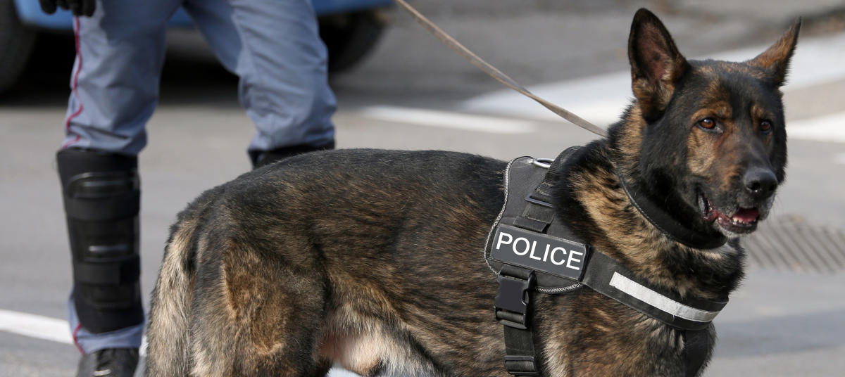 Namibia, el primer país africano en entrenar perros para detectar el coronavirus