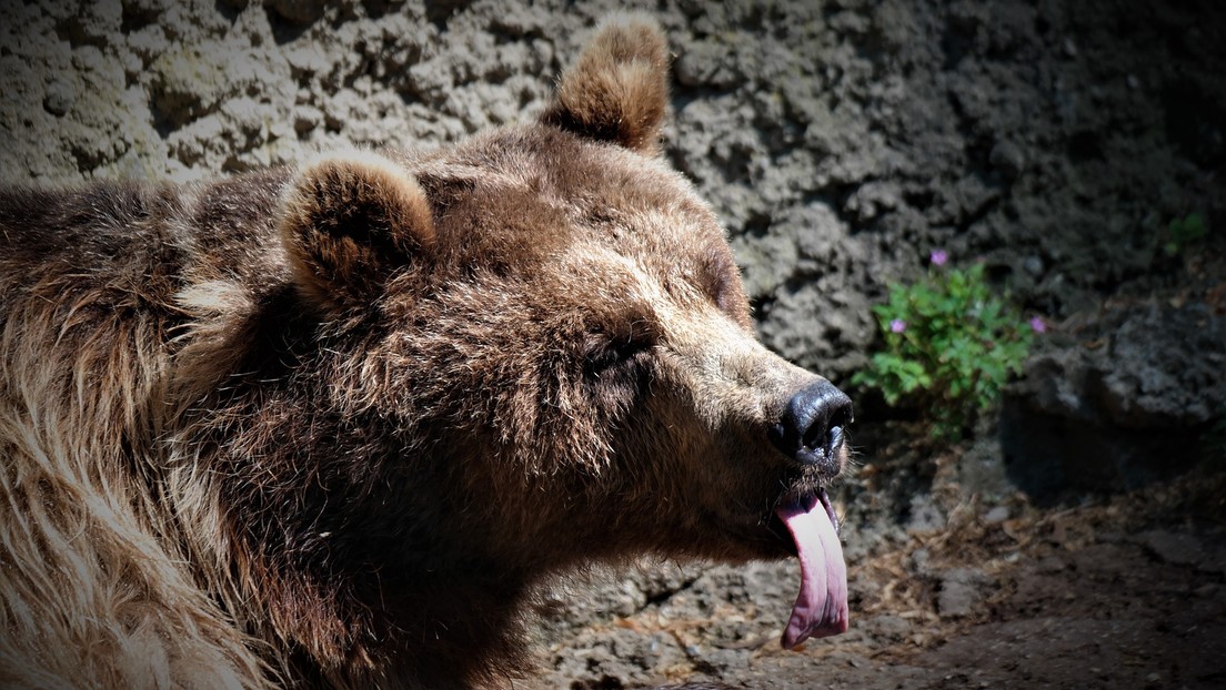 ¡Increíble! Hombre alimentó a un oso salvaje utilizando su boca (Video)