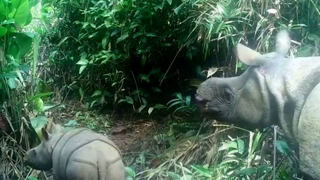 Captan a dos crías de una rara especie de rinoceronte que está al borde de la extinción (VIDEO)
