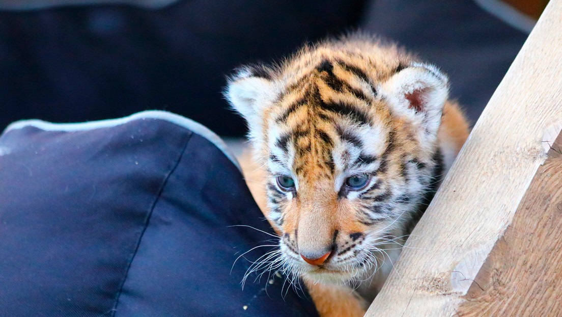 Polémica en México por mujer que paseó a un tigre en pleno centro comercial (FOTOS)