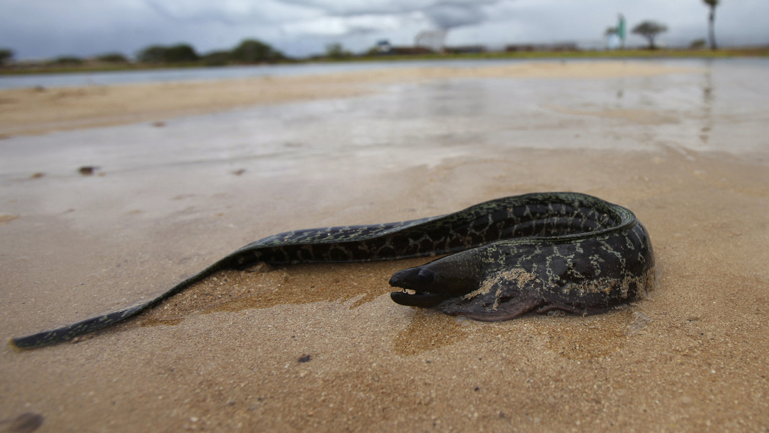 FOTOS: Una anguila muere asfixiada al intentar comerse un pez globo que se infló en su boca