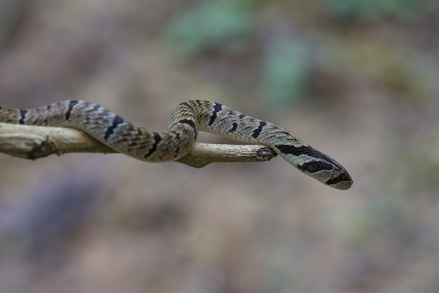 Así es el ESCALOFRIANTE método de caza de esta serpiente tailandesa (FOTOS)