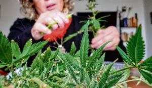 Argentina legaliza autocultivo de cannabis para uso medicinal