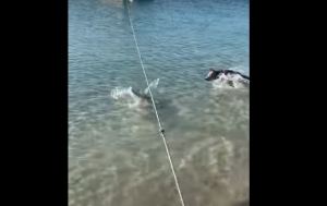Un perro se lanza al agua para defender a su dueño del ataque de un tiburón (VIDEO)