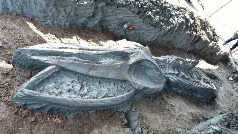 En Tailandia hallaron el esqueleto casi intacto de una ballena de hace al menos tres mil años (FOTOS)