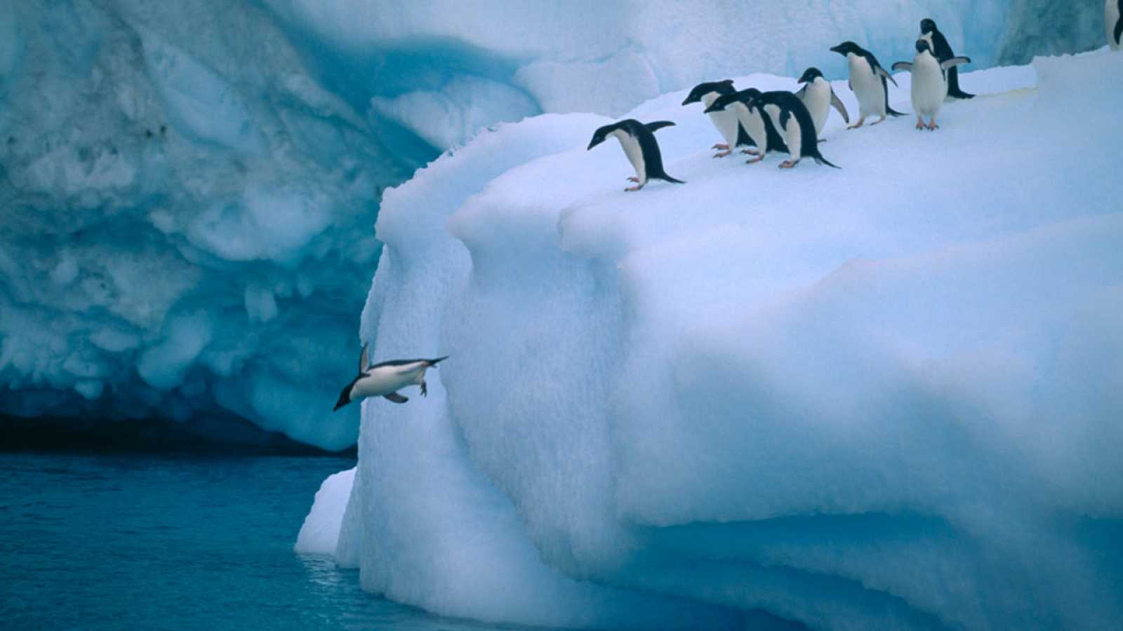 Un iceberg gigante amenaza colonias de pingüinos y focas en el Atlántico Sur (VIDEO)(FOTOS)