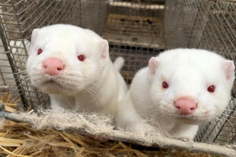 Dinamarca está tomando medidas para evitar “nuevo reservorio animal” de Covid-19