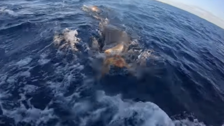 Pescadores rescatan a una tortuga que iba a ser devorada por un enorme tiburón (VIDEO)