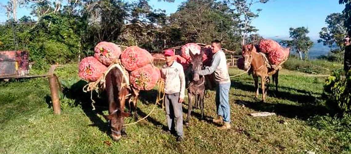 Sin gasolina: Productores venezolanos obligados a llevar cosechas en mulas