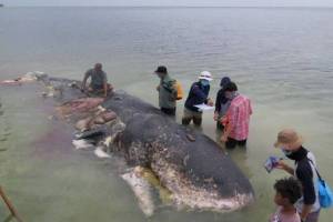 Encuentran cadáver de ballena en una playa de Indonesia (FOTOS)