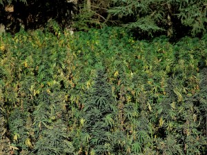 Marruecos, principal productor del mundo, legalizará ciertos usos del cannabis