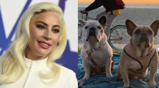 La mujer que ha ganado 500 mil dólares por encontrar los perros de Lady Gaga