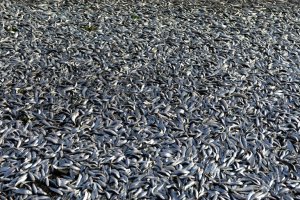 Alarma en Chile: Varias toneladas de sardinas aparecieron muertas en la ribera de un río (Fotos)