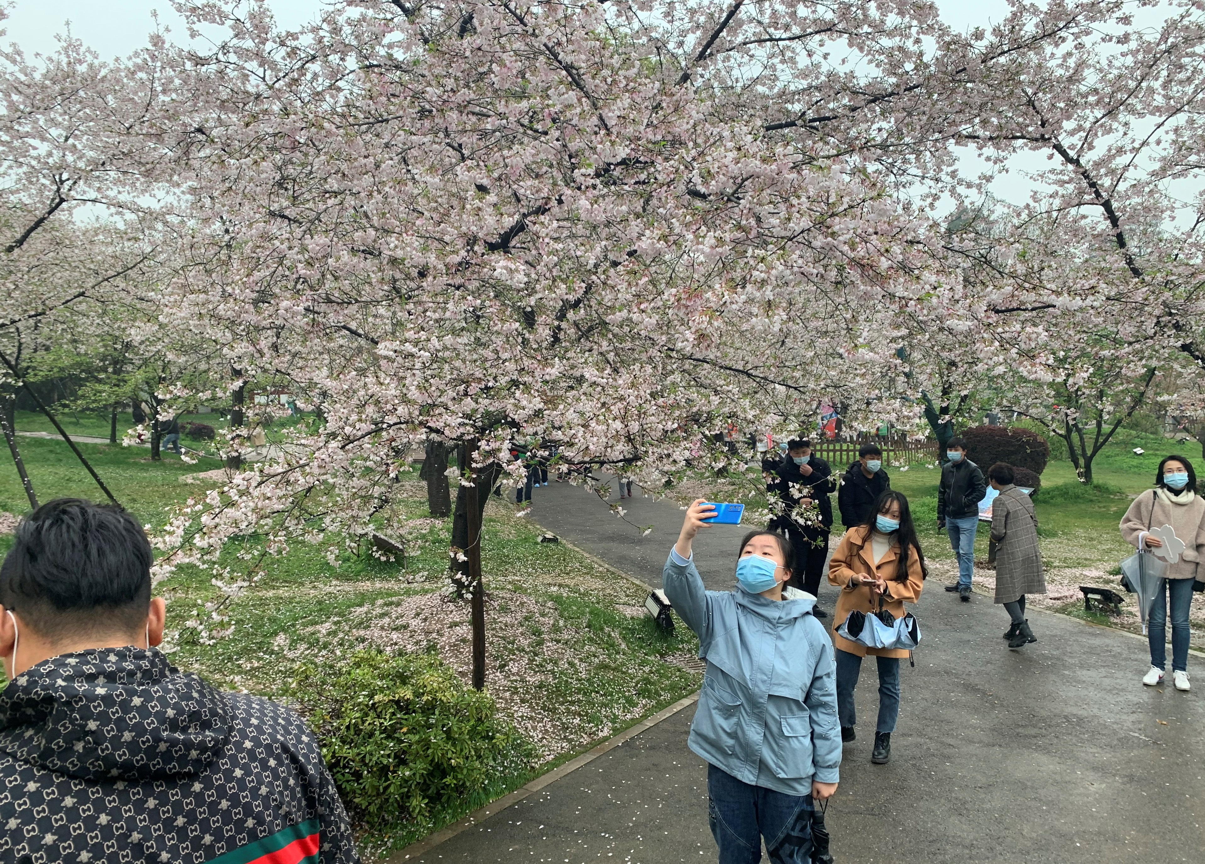 Un año después, Wuhan recupera su festival de los cerezos en flor